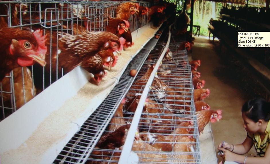 Chi phí xây dựng một mô hình chuồng trại nuôi gà công nghiệp