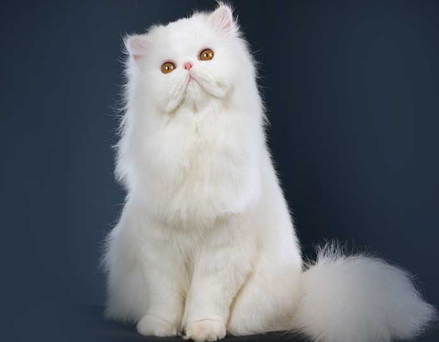 mèo Ba Tư thuần chủng