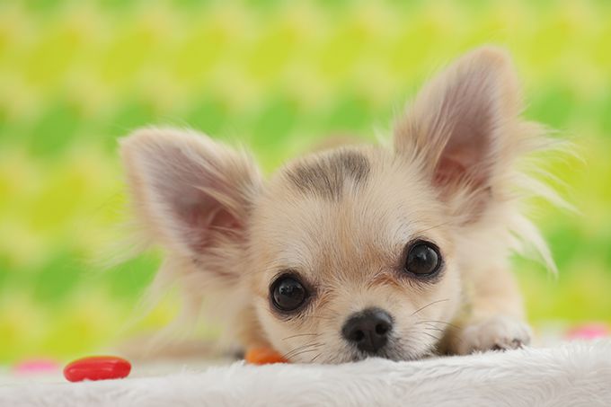 Bật mí 4 lý do khiến Chihuahua là giống chó nhỏ giá rẻ đáng mua