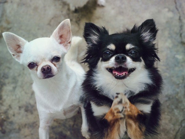 Giong-cho-nho-gia-re Chihuahua là giống chó nhỏ giá rẻ mà bạn nên sở hữu
