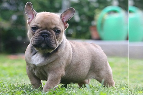 Mua Ban Cho Bulldog Thuần Chủng Cho Bulldog Lai đẹp Chợ Tốt