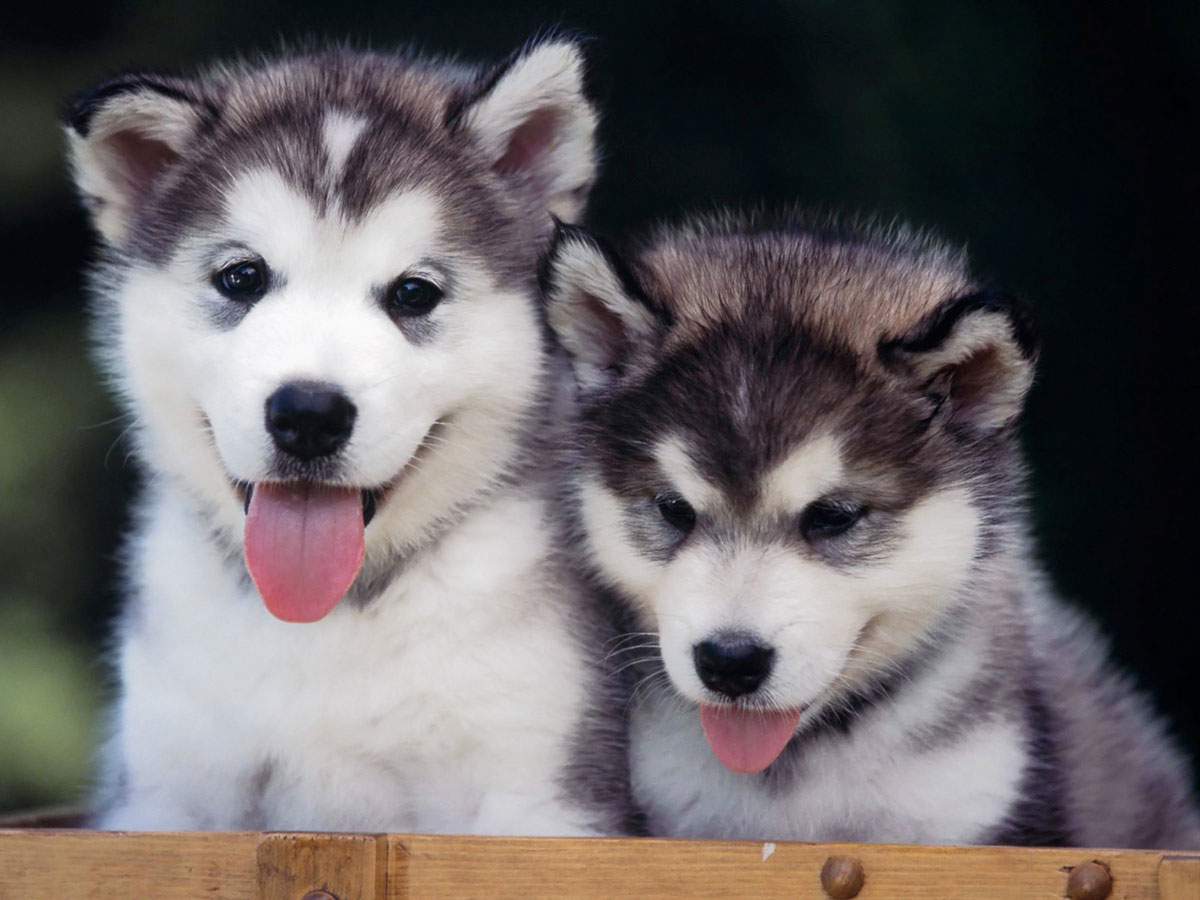 Chó Alaska giá bao nhiêu? Nên mua chó Alaska ở độ tuổi nào là hợp lý?