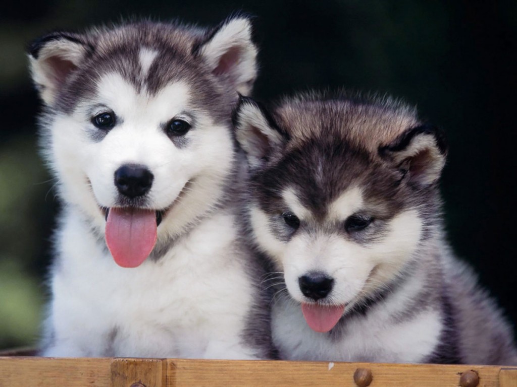 Làm sao để nhận biết chó Alaska thuần chủng 
