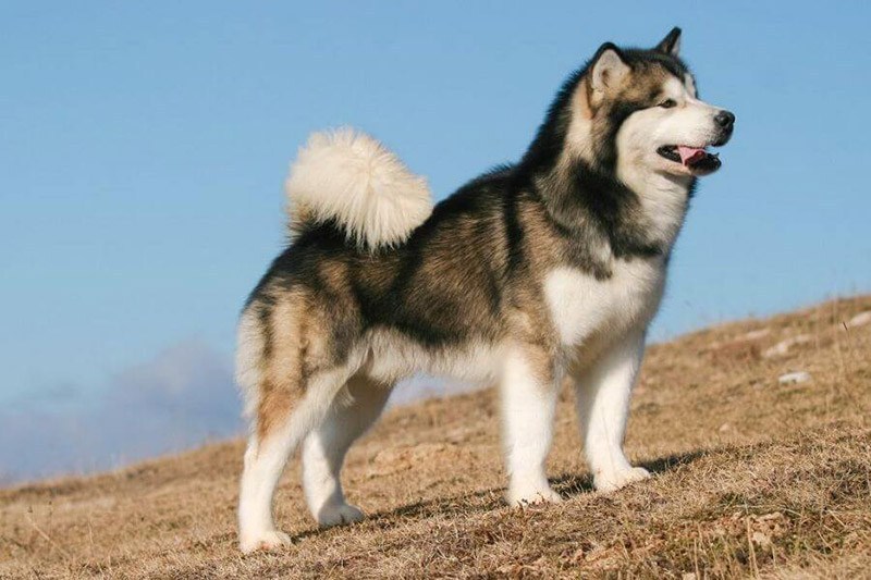 Làm sao để nhận biết chó Alaska thuần chủng "chuẩn xịn"?