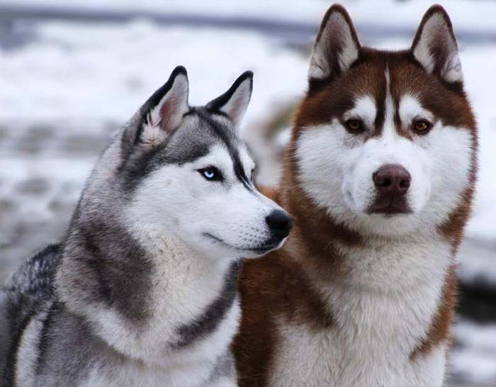 6 đặc điểm đơn giản nhất giúp phân biệt chó Alaska và Husky