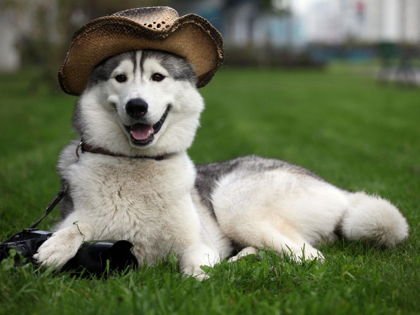 Chó Siberian Husky: Đặc Điểm - Hình Ảnh - Cách Chăm Sóc [FULL 100%]