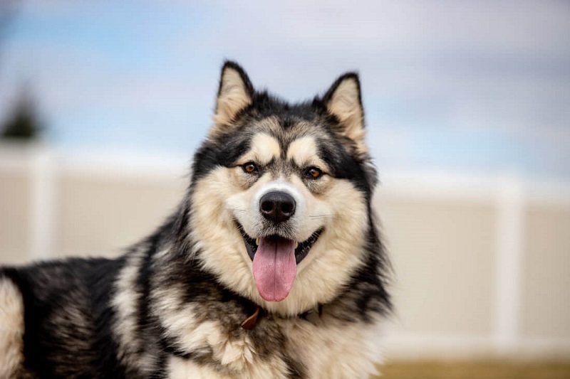 Tìm hiểu chó Alaska, tất tần tật những thông tin bạn nên biết