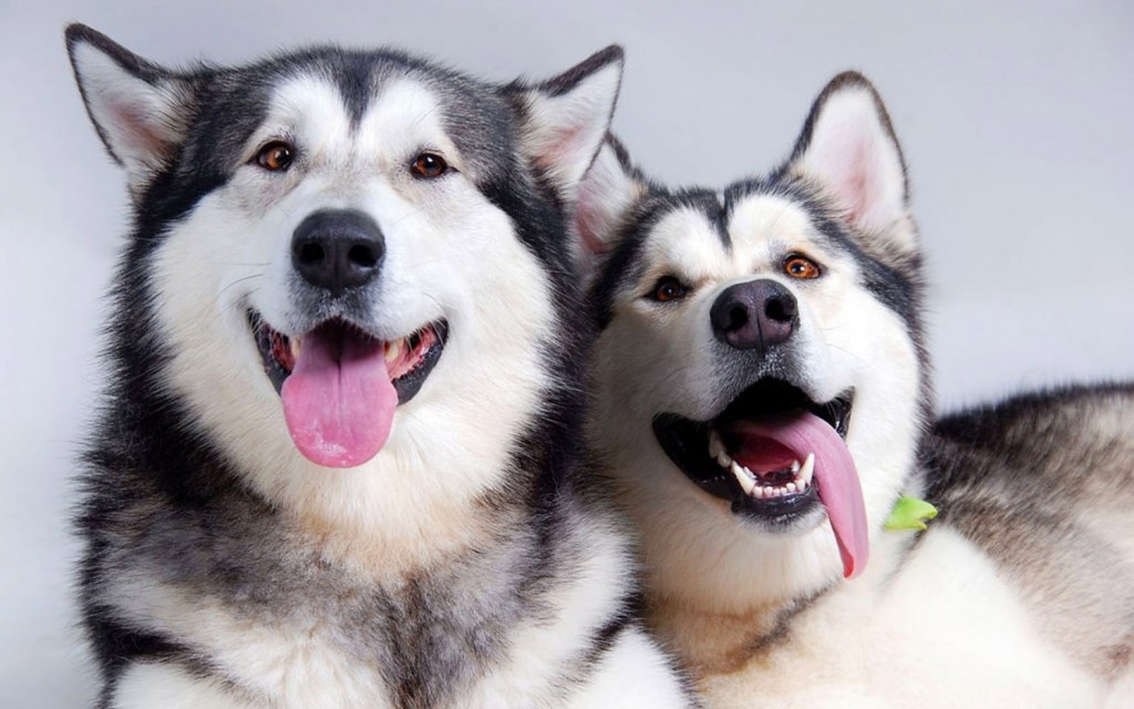 Chó Alaska và Husky  Cách phân biệt hai giống chó kéo xe cực dễ dàng   Mypet App  Ứng dụng cho thú cưng