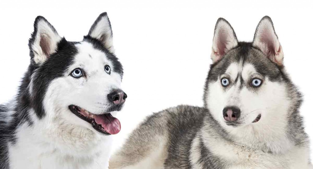 Bạn có biết phân biệt chó Alaska và Husky rất khó? Nhưng đừng lo lắng nữa, với hình ảnh sắc nét và chất lượng cao, bạn sẽ dễ dàng nhận ra sự khác biệt giữa hai giống chó này. Hãy click vào hình ảnh để tìm hiểu thêm và trổ tài trở thành chuyên gia phân biệt chó.