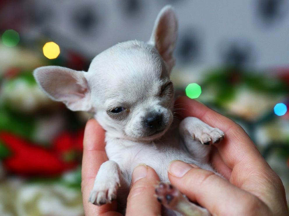 Nên cho chó Chihuahua ăn gì trong 3 tháng đầu sau sinh?