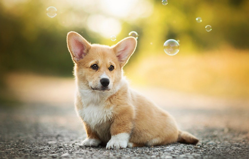Chó corgi là một giống chó đáng yêu và thông minh với vóc dáng ngắn và một khuôn mặt đáng yêu. Hãy xem những bức ảnh chó corgi để khám phá thế giới đáng yêu này và có những giây phút thư giãn.