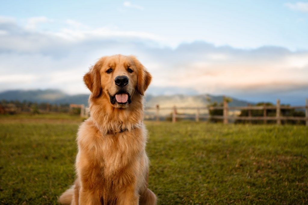 Tìm hiểu chó Golden: giống chó tình cảm và can đảm nhất thế giới