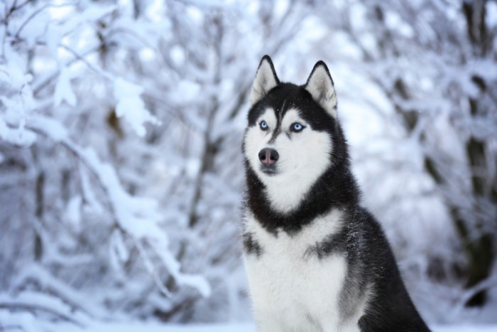 Giống Chó Husky Thuần Chủng Và Những Thông Tin Thú Vị Bạn Không Nên Bỏ Lỡ