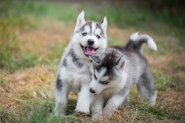 Phân biệt sự khác nhau giữa chó Husky và Alaska giống nào dễ nuôi hơn