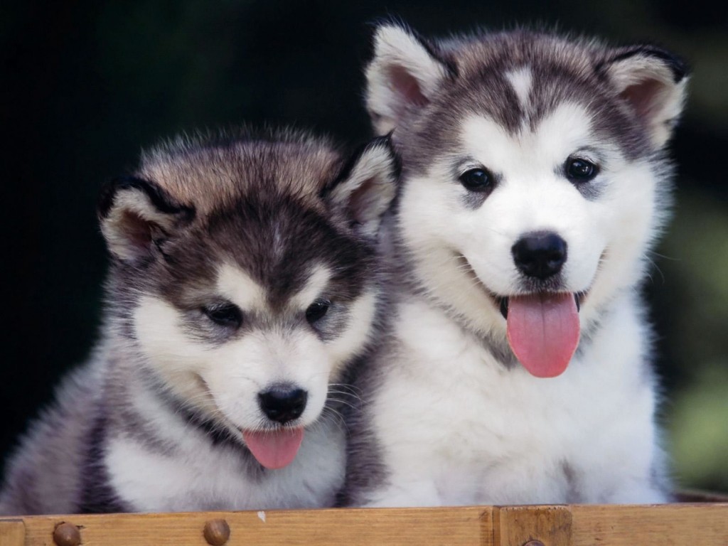 Hình nền chó Husky Alaska đầy cảm hứng và Hình nền Husky dễ thương