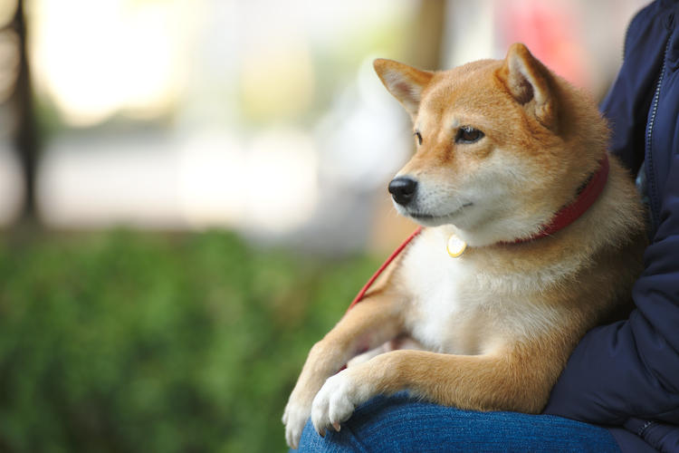 Các giống chó Nhật đẹp được ưa chuộng nhất hiện nay