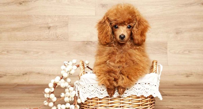 Giá chó poodle nâu nhỏ xinh