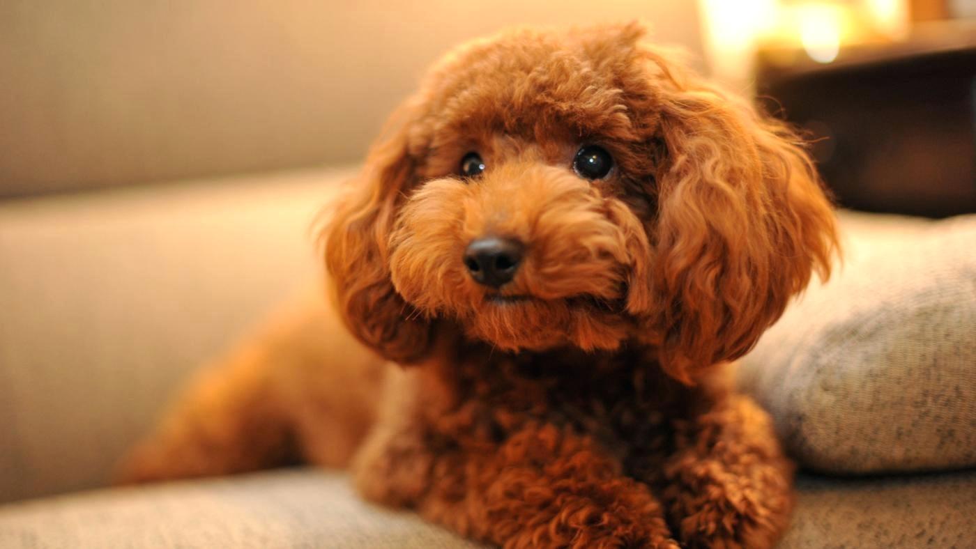 10 mẫu Hình ảnh chó poodle đáng yêu và thông minh để làm vật nuôi cho gia đình
