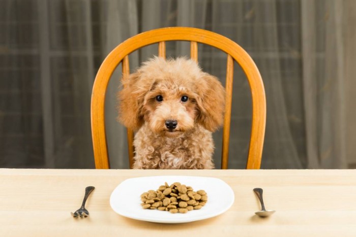 Chó Poodle Ăn Gì? Những Lưu Ý Quan Trọng Trong Chế Độ Dinh Dưỡng