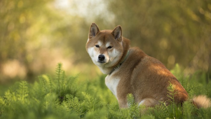 Hình ảnh chú chó Shiba đẹp
