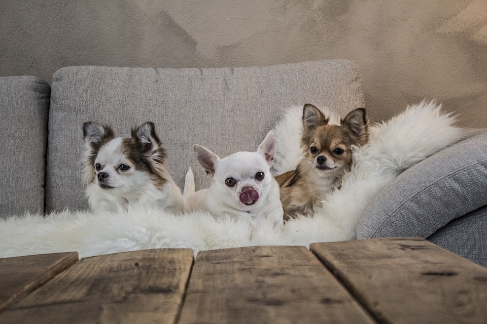 Tìm hiểu giống chó Chihuahua: Nguồn gốc, Đặc điểm, Giá bán