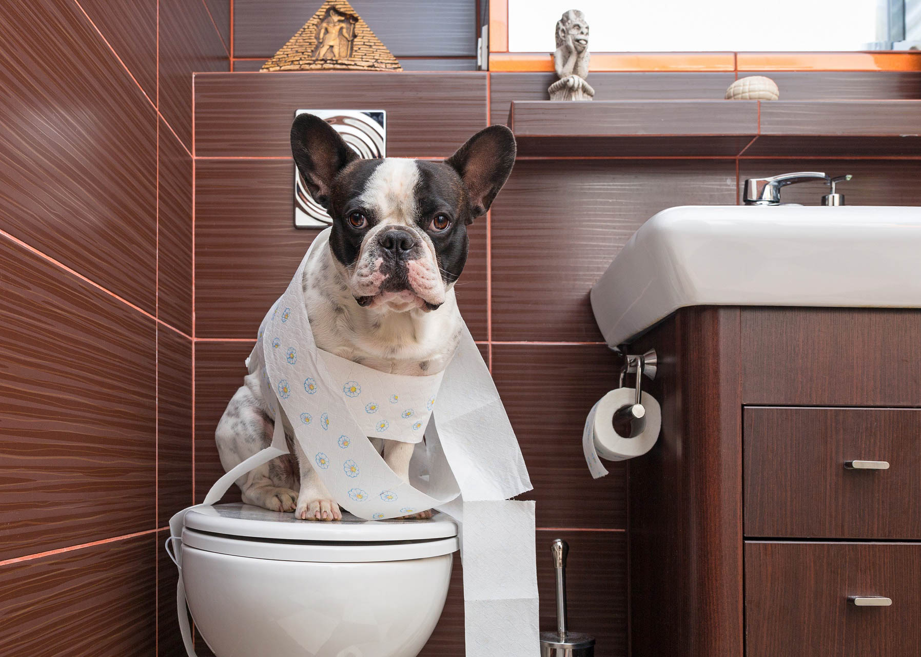 Cách dạy chó đi vệ sinh vào khay hoặc đúng nơi quy định