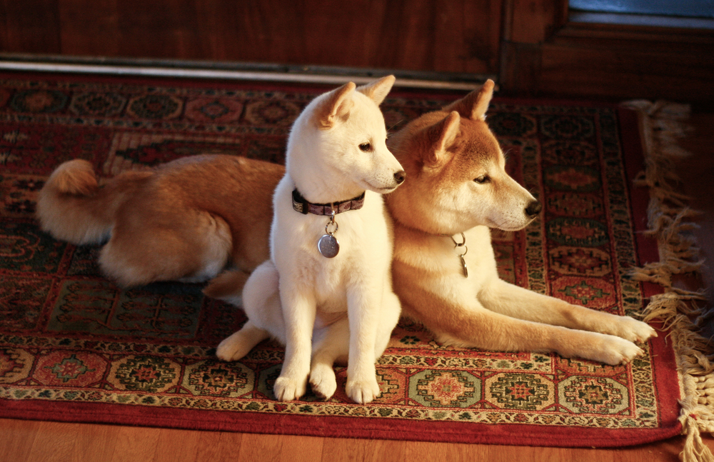 Các đặc điểm để phân biệt chó Akita và Shiba đơn giản nhất