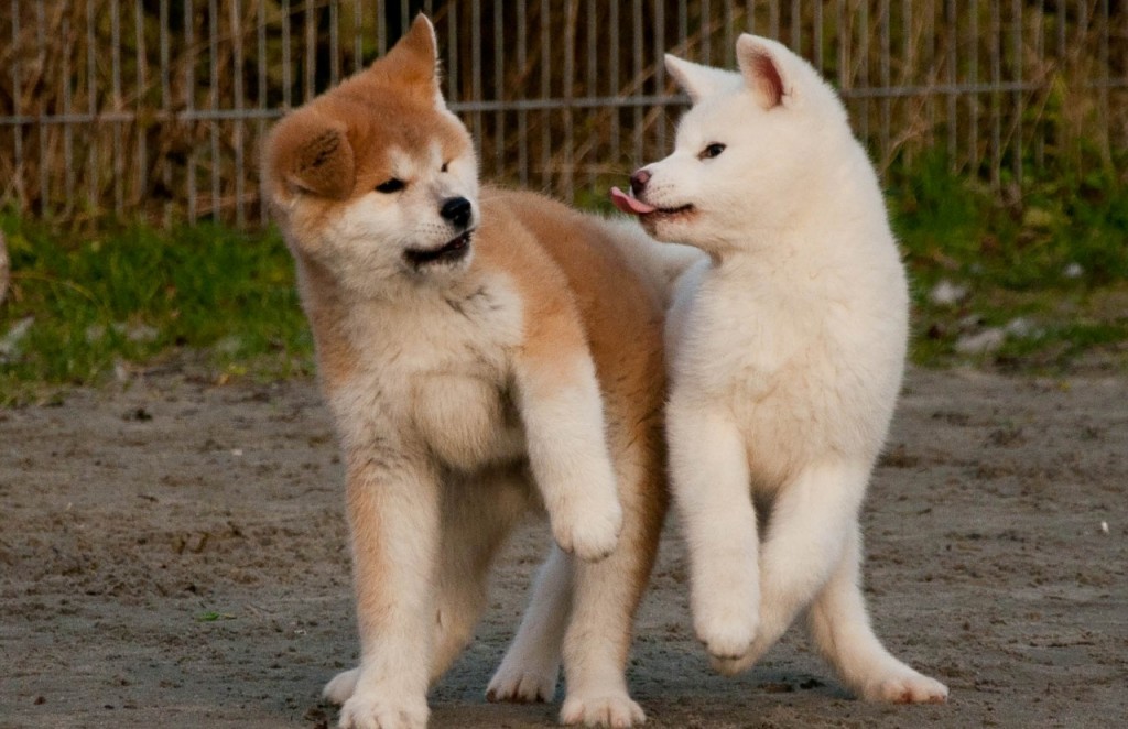 Hãy chiêm ngưỡng hình ảnh đáng yêu của Chó Akita và Shiba, hai giống chó Nhật Bản nổi tiếng với bộ lông đẹp và tính cách thông minh, trung thành. Cùng xem chúng nhảy nhót, chạy nhảy trong không gian rộng lớn và làm say đắm lòng người xem.