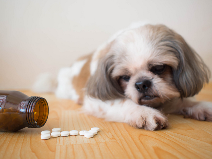 Nôn bỏ ăn là triệu chứng của những bệnh gì liên quan đến đường tiêu hóa ở chó con?
