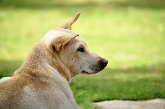 Các đặc điểm của chó cỏ đẹp và khôn. Mua chó cỏ đẹp ở đâu?