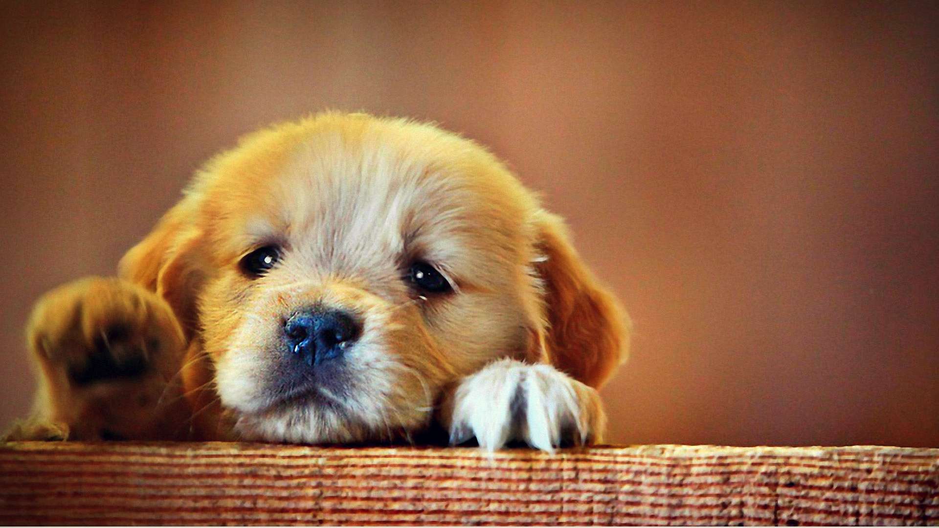 Cận cảnh chó con dễ thương của 4 giống chó "đắt đỏ" nhất thế giới