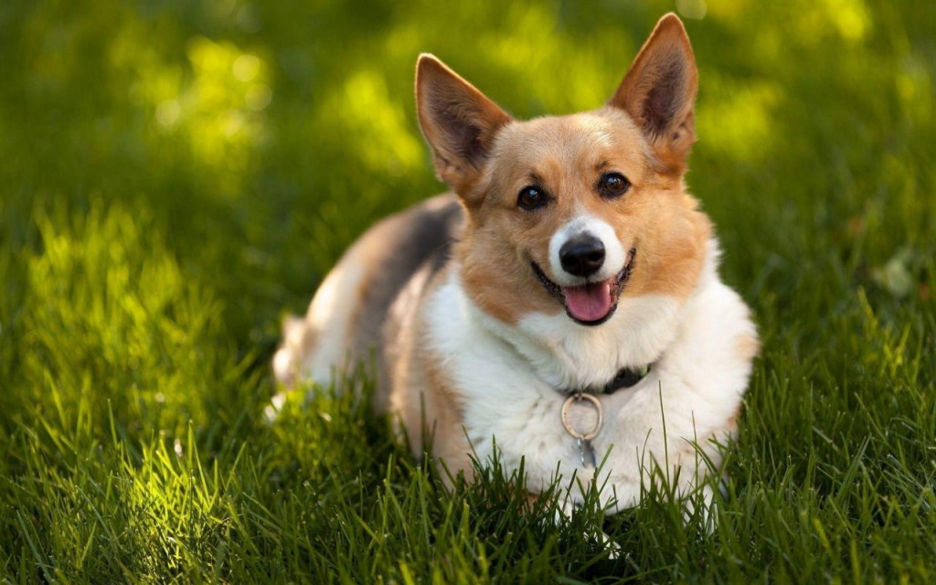 cho-corgi-5