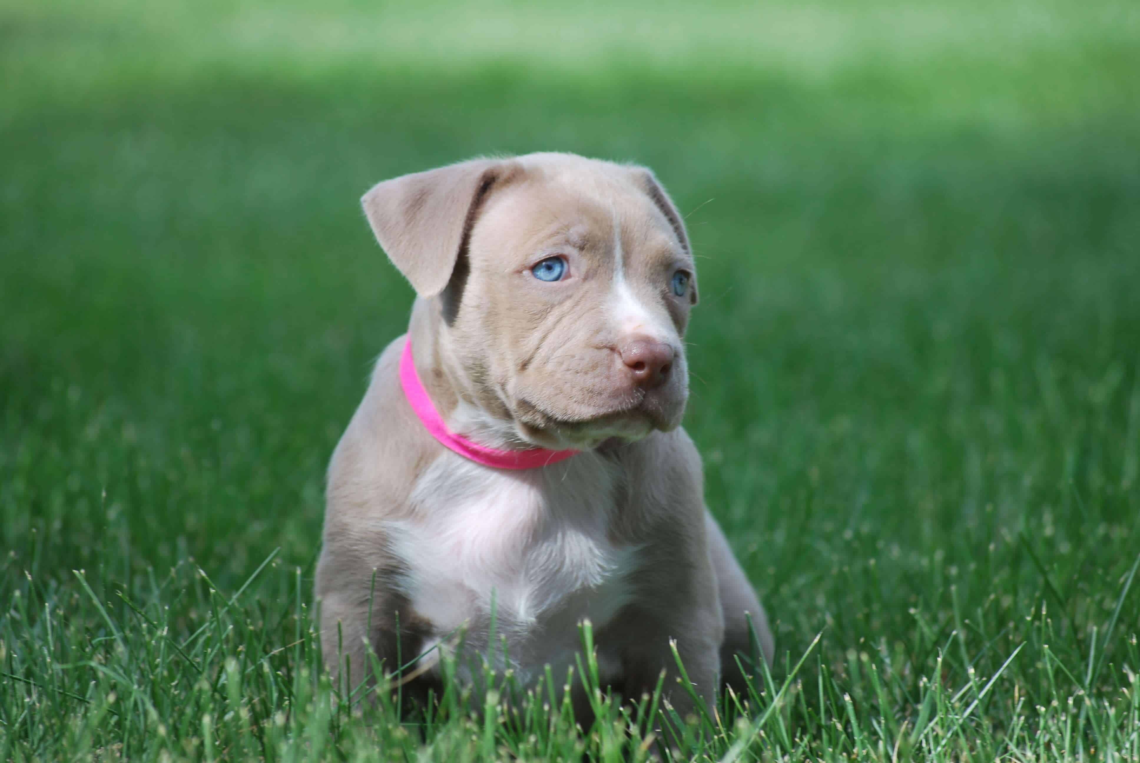 Chó Pitbull giá bao nhiêu? Yếu tố nào quyết định giá chó?