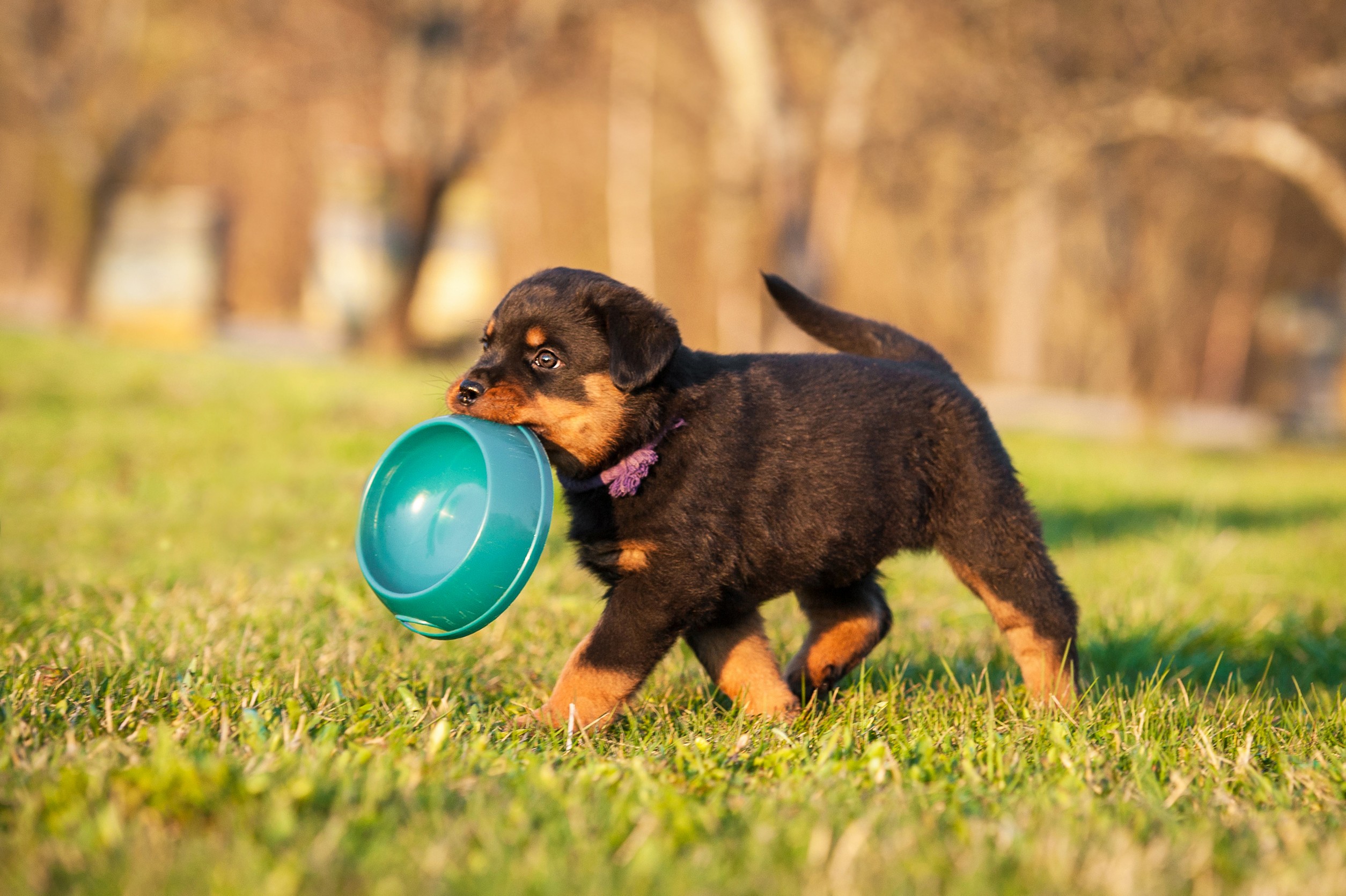 Chó Rottweiler ăn gì? Thực đơn cụ thể cho từng giai đoạn phát triển