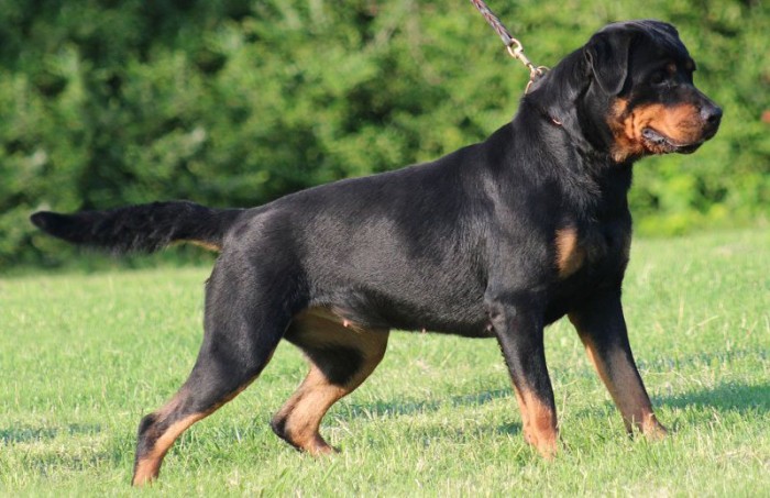 for-rottweiler-a-gift