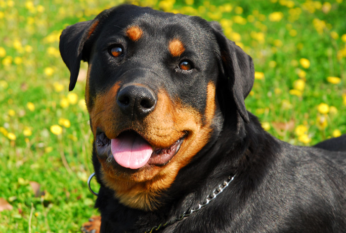 cho-rottweiler-co-may-type-2