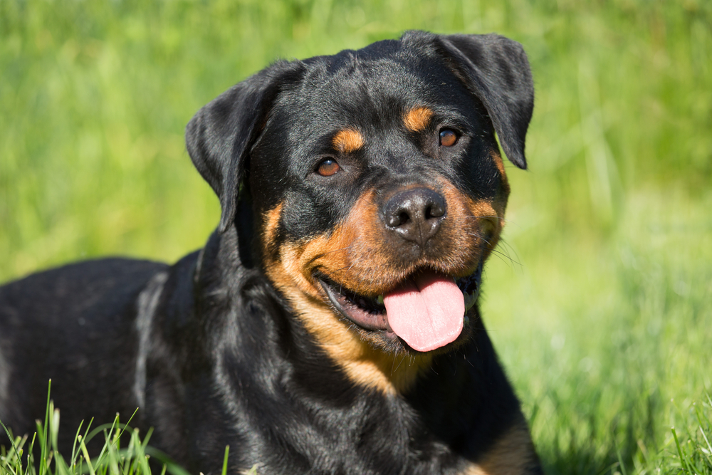 Chó Rottweiler có mấy loại Đặc điểm đặc trưng của từng loại