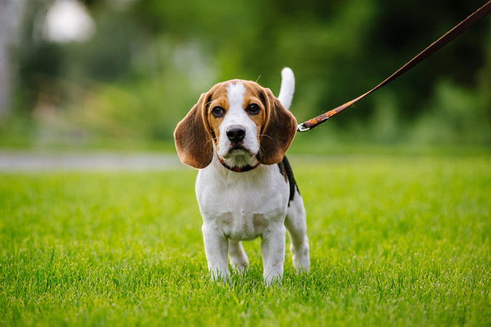 Cập nhật giá chó Beagle hiện nay tại thị trường Việt Nam