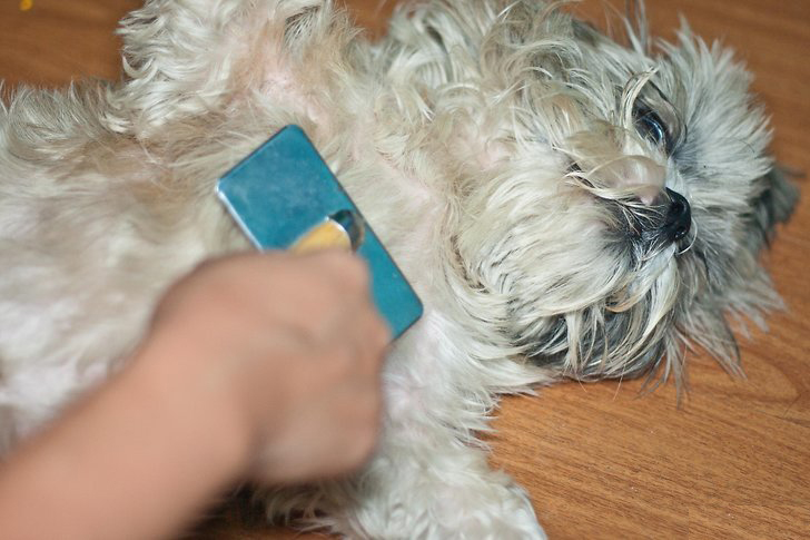 Chú chó của bạn cần được bạn chăm sóc rất nhiều trong giai đoạn rụng lông