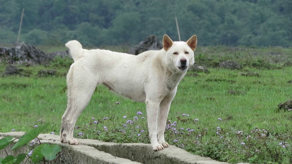 Một con chó cầy mangut trắng ở vùng cao