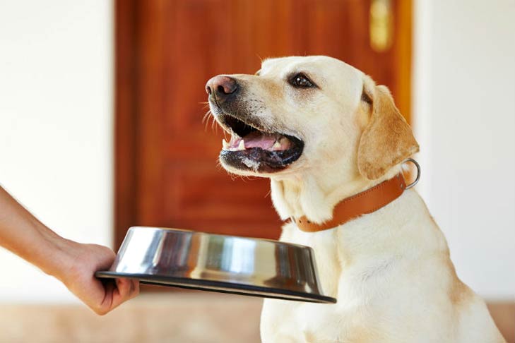 Bắt đầu nuôi chó cần những gì? Những điều bạn cần lưu ý