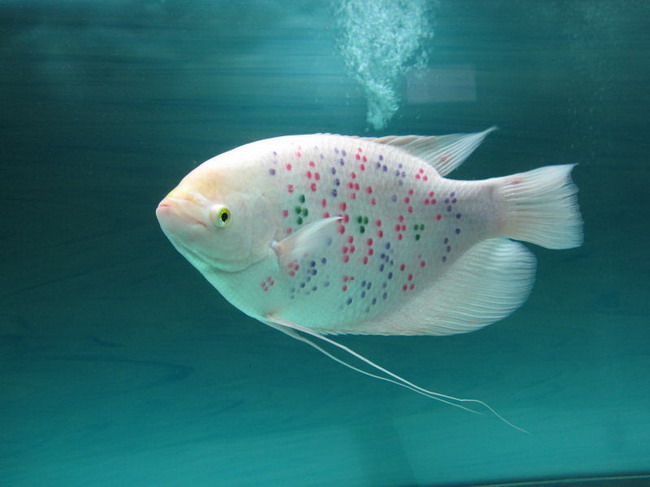 Fish ancient fish Ảnh, Hình ảnh để Tải xuống Miễn phí - photoAC