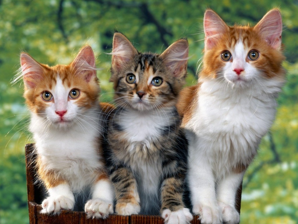 “Đốn tim” các fan với các giống mèo đẹp được nuôi phổ biến ở Việt Nam