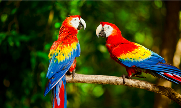 10 loài chim đẹp nhất thế giới | Diễn đàn chim cá cảnh - Thiên Đường Cá Cảnh