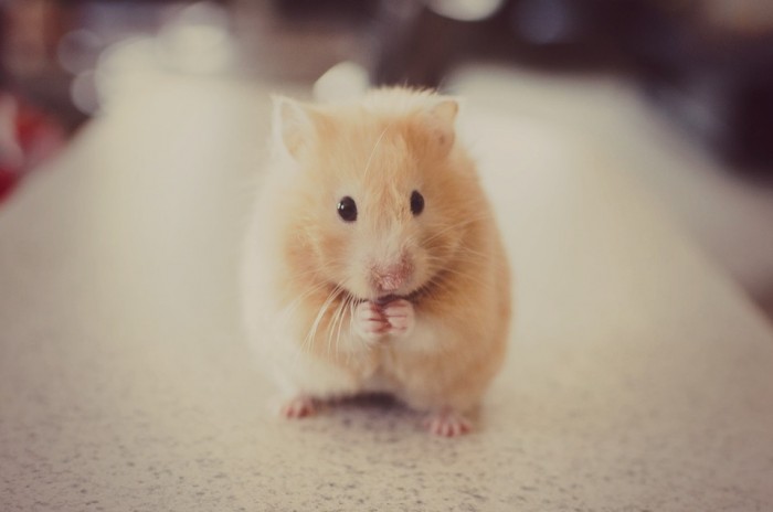Top với hơn 100 con chuột hamster hình nền chuột cute hay nhất   thdonghoadianeduvn