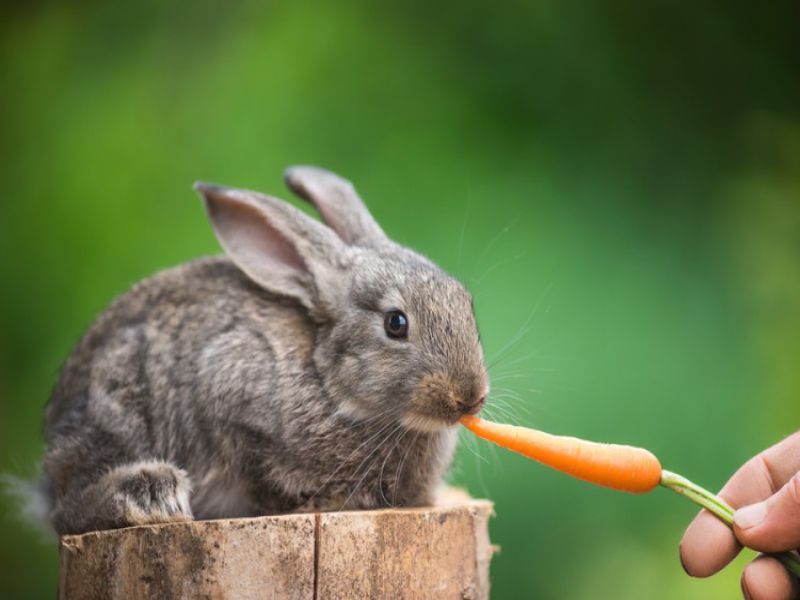 Giá các loại thỏ kiểng hiện nay. Hướng dẫn nuôi thỏ đúng cách