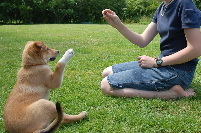 Bằng cách huấn luyện chó ngồi, bạn sẽ thu hút được nhiều sự chú ý hơn từ chó