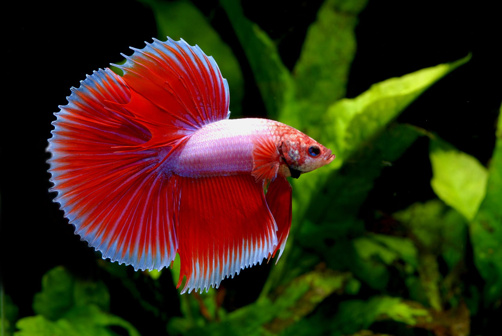 Nền Cá Betta Halfmoon Chiến đấu Cá đẹp Cận Cảnh Chuyển động điện Trong Nước  Hình Chụp Và Hình ảnh Để Tải Về Miễn Phí - Pngtree