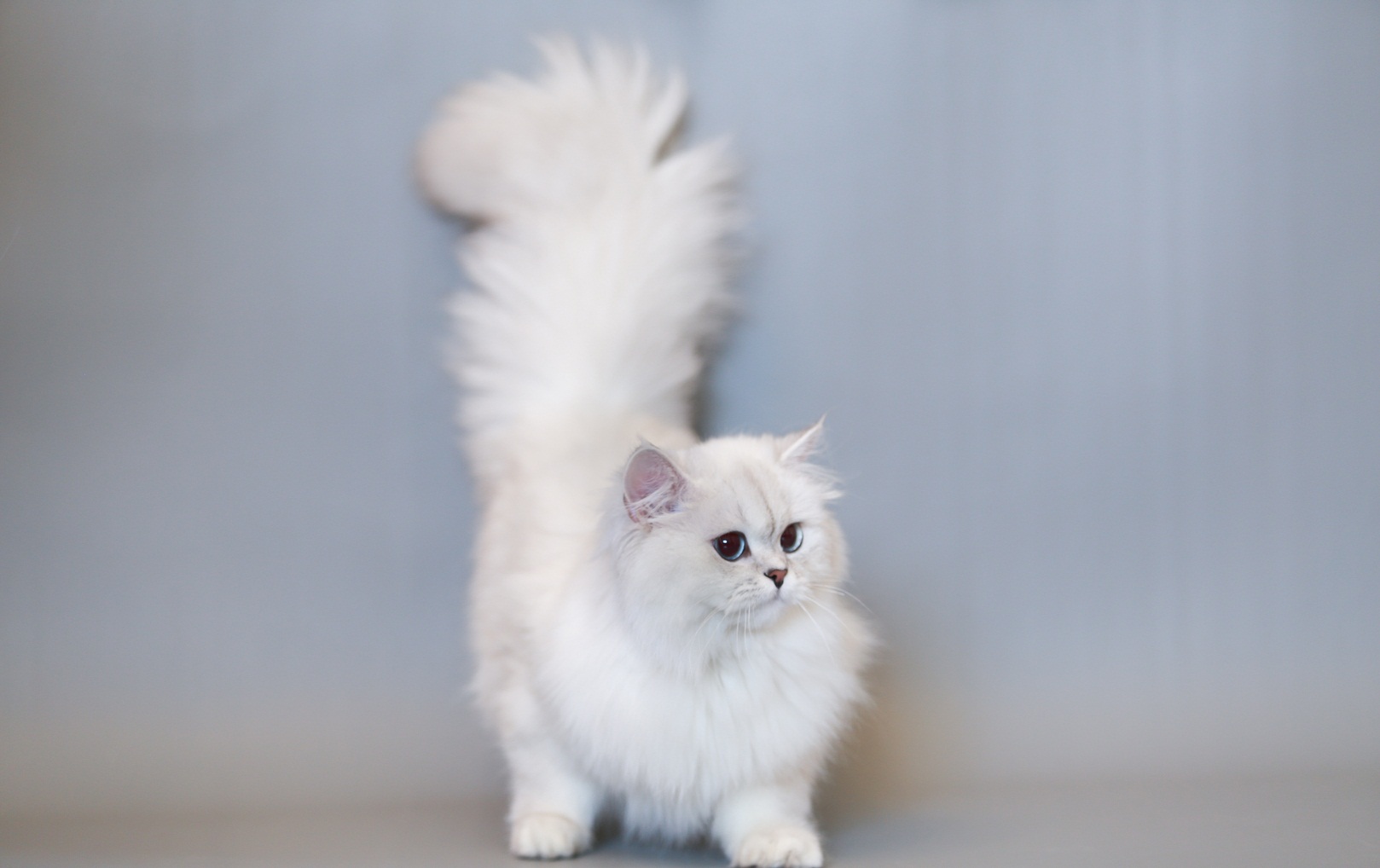 Mèo Anh lông dài Đặc điểm phân loại giá bán và cách nuôi