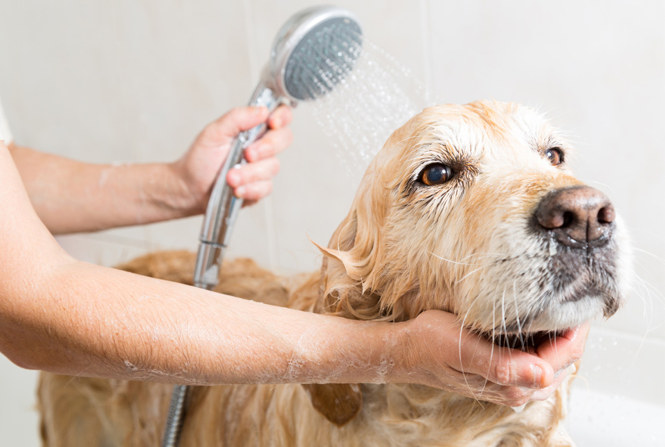 Cách tắm cho chó hết hôi – Nguyên nhân gây nên mùi hôi ở chó?